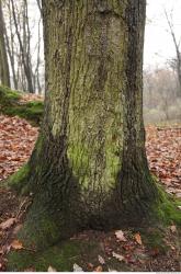 Photo Textures of Tree Bark